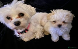 Maltese dogs for sale: KC Reg Korean Maltese girls - Image 14