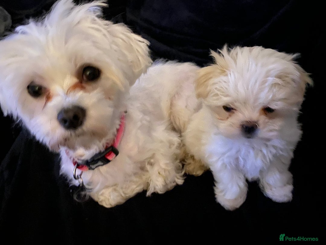 Maltese dogs for sale: KC Reg Korean Maltese girls - Image 14