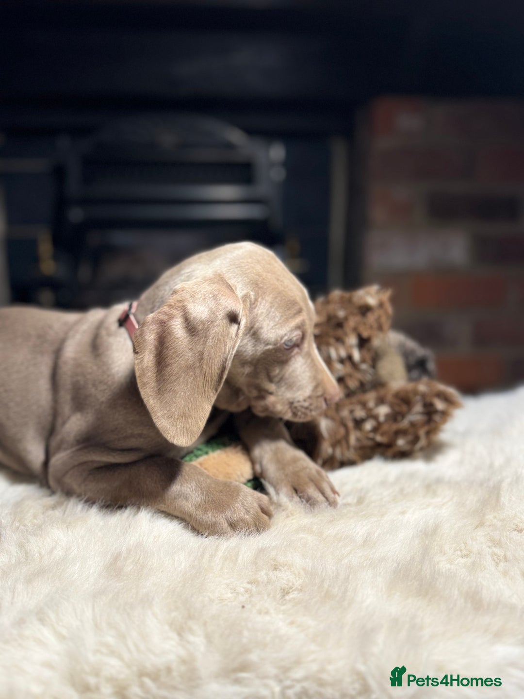 Weimaraner dogs for sale: ✨READY NOW✨ LAST FEW GIRLS✨ KC Reg Pups  ✨ - Advert 13