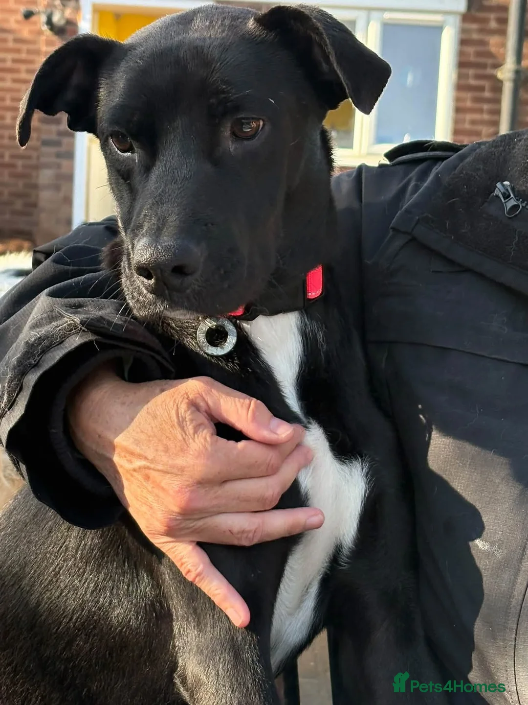 Mixed Breed dogs for adoption: Holly - Norwich Norfolk  in Norwich - Advert 2