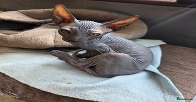 Sphynx cats Sphynx  - Advert 7