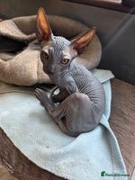 Sphynx cats Sphynx - Advert 7