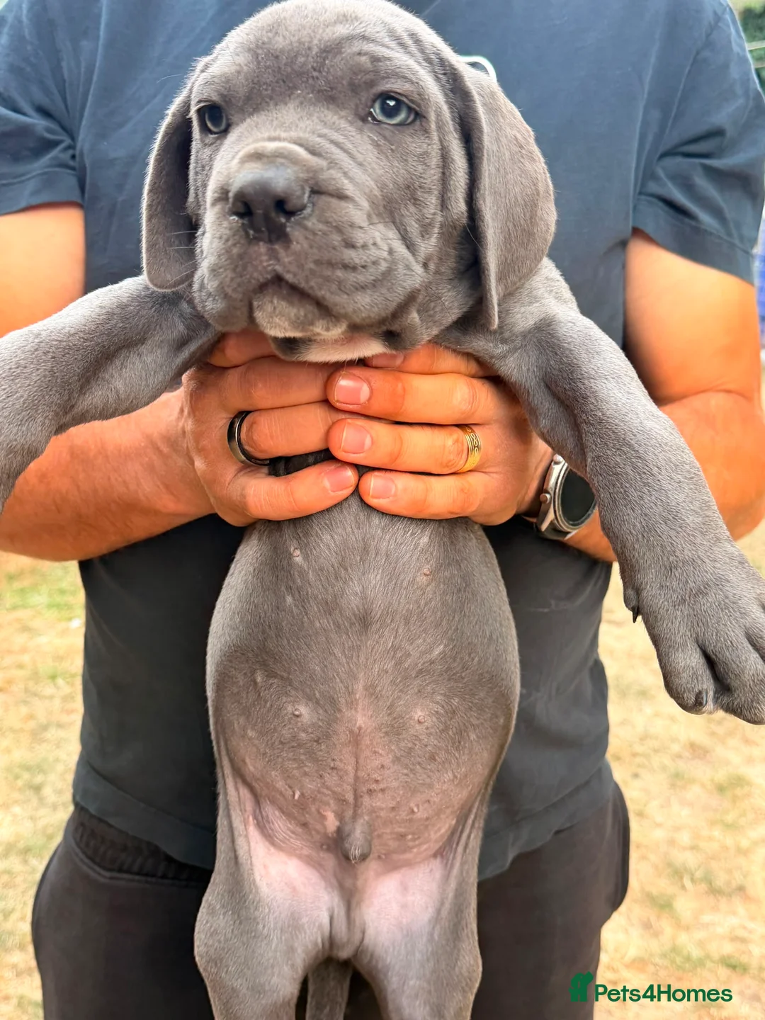 Cane Corso dogs for sale: Cane corso puppies - Advert 2