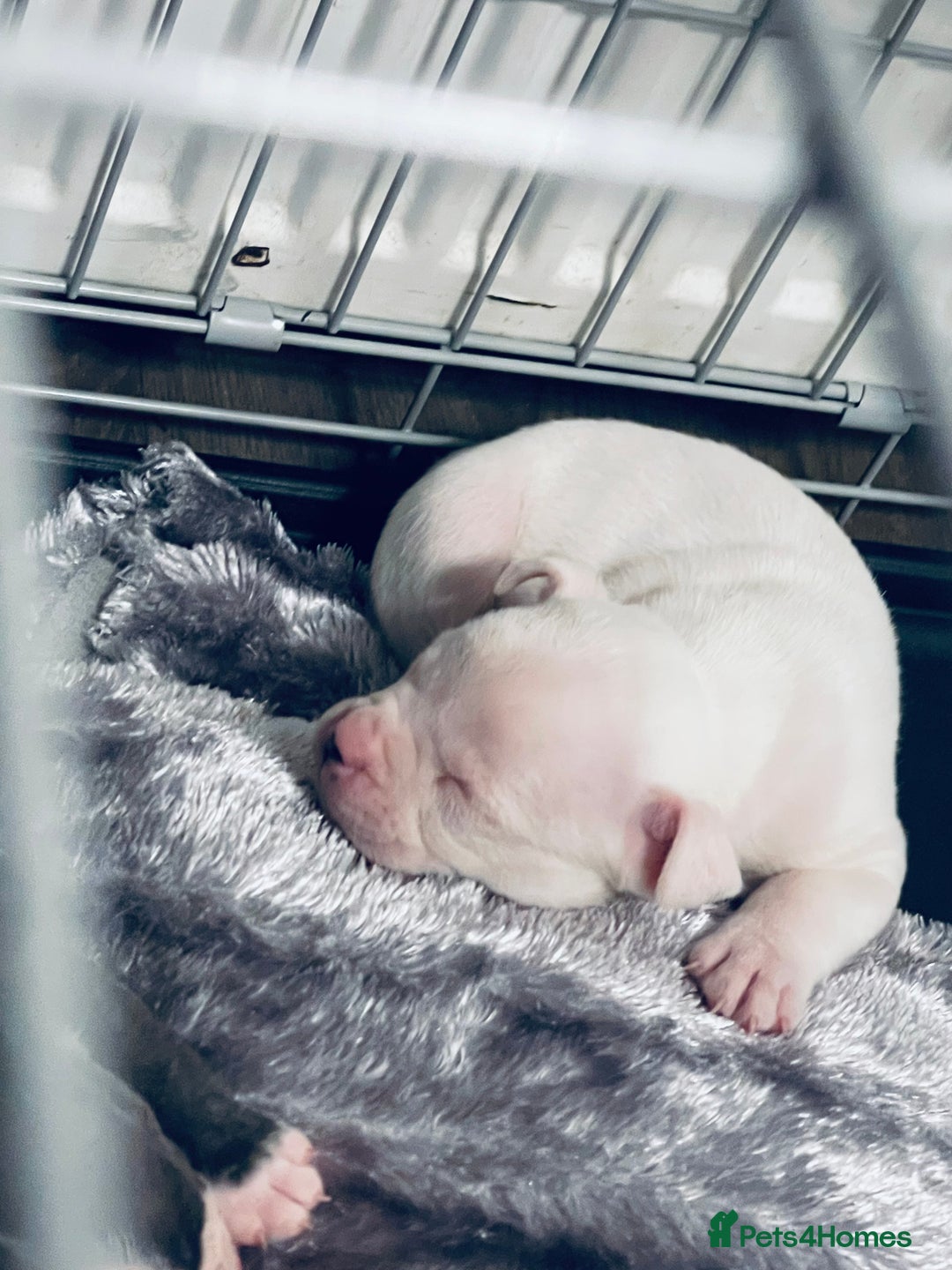 Mixed Breed dogs for sale: Frenchie x pocket bully male puppys - Image 5