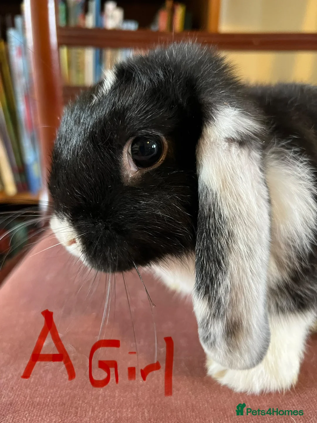 Mini Lop rabbits for sale: Lovely Mini Lop Babies - Advert 2