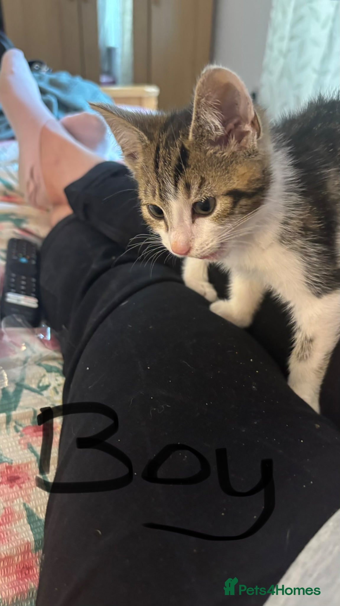 Mixed Breed cats for sale: Kittens for sale - Advert 2