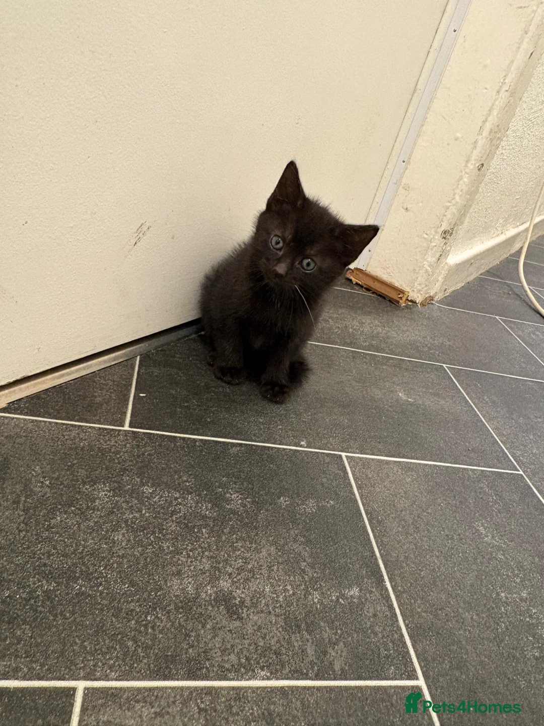 British Shorthair cats for sale: Kittens.  - Advert 2