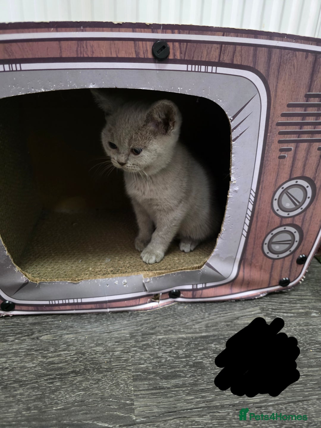 British Shorthair cats for sale: Beautiful British shorthair kittens - Image 26