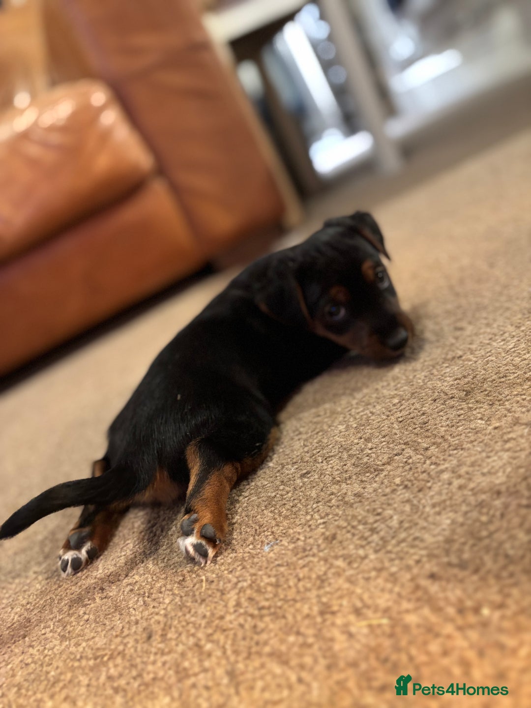 Jack Russell dogs for sale: Jack Russell terrier Pups!  - Advert 17