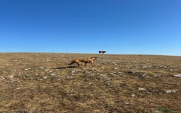 Mixed Breed dogs for sale: Mara - Doberman X Lurcher 7 month old girl - Image 7