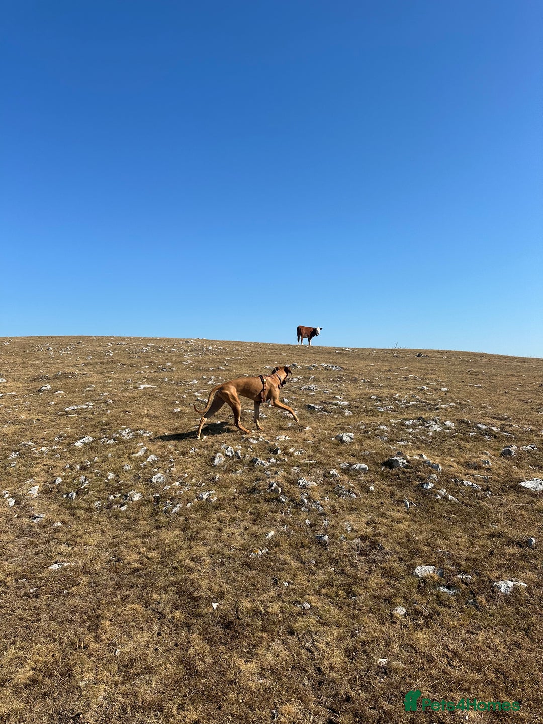Mixed Breed dogs for sale: Mara - Doberman X Lurcher 7 month old girl - Image 7