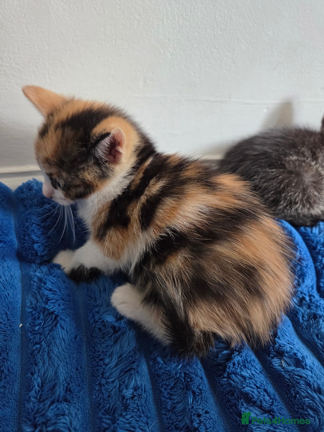 American Shorthair cats for sale: Gorgeous 8 Week Old Kittens - Image 13