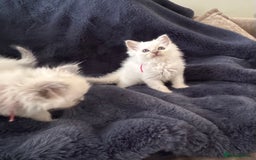 Birman cats for sale: Beautiful Birman Kittens - Image 17