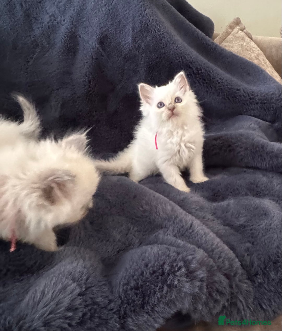 Birman cats for sale: Beautiful Birman Kittens - Image 17
