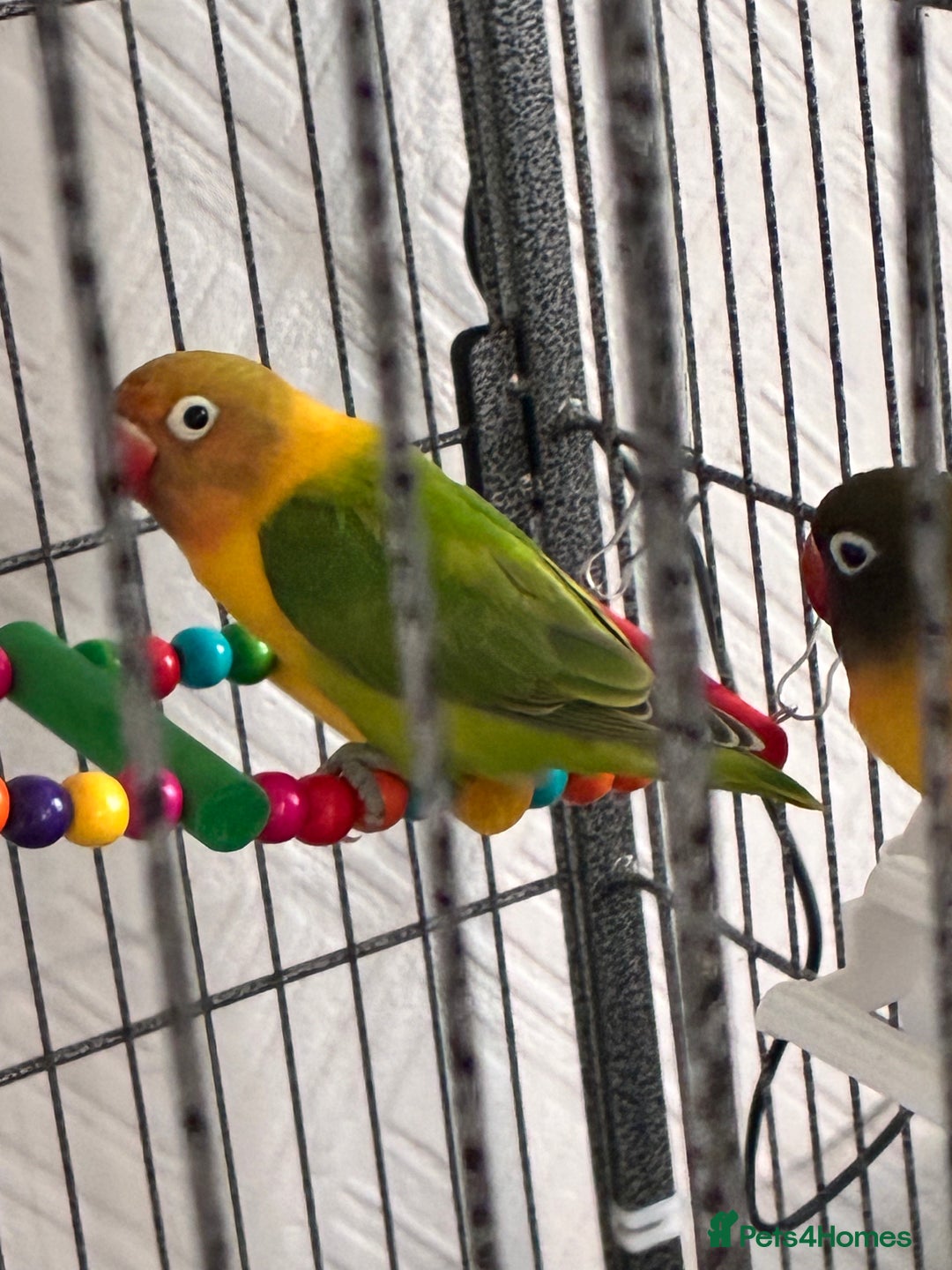 Lovebirds birds for sale: Lovebirds 12 weeks old  - Image 4