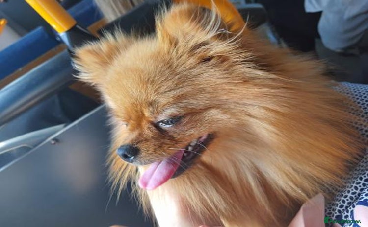 Pomeranian dogs intelligent pomeranian - Advert 3