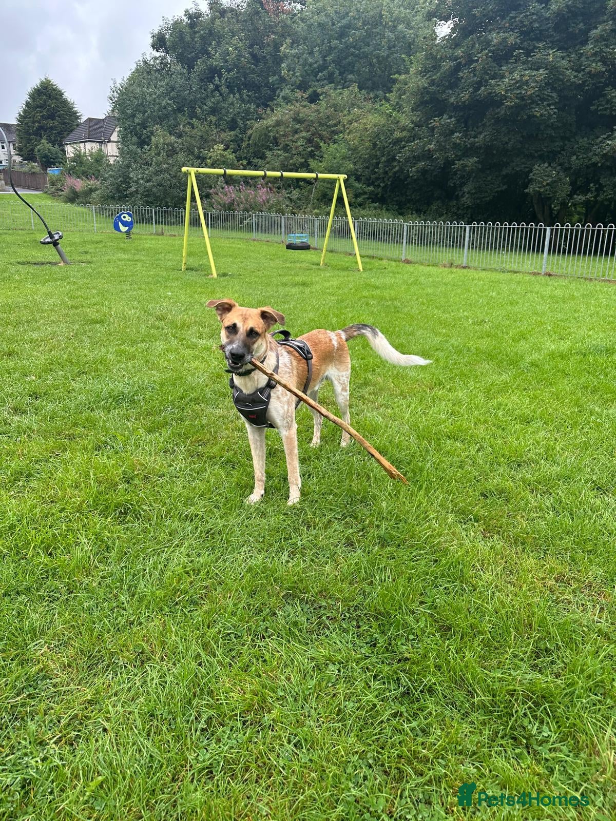 Mixed Breed dogs Atlas is a gorgeous 1 Year old boy - Advert 3