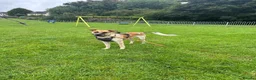 Mixed Breed dogs for adoption: Atlas is a gorgeous 1 Year old boy in Motherwell - Advert 8