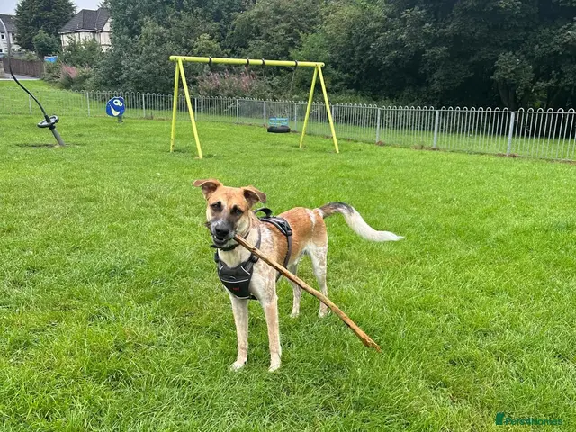 Mixed Breed dogs Atlas is a gorgeous 1 Year old boy - Advert 3