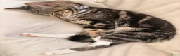 Domestic Shorthair cats for sale: FEMALE CAT *FREE* TO A GOOD HOME - Advert 8