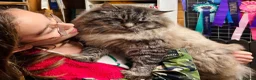 Ragdoll cats for sale: Stunning GCCF reg kittens, reputable breeder - Advert 4