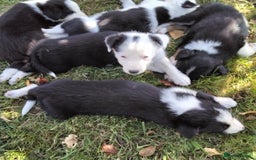 Border Collie dogs for sale: Adorable Border collie pups - Image 17
