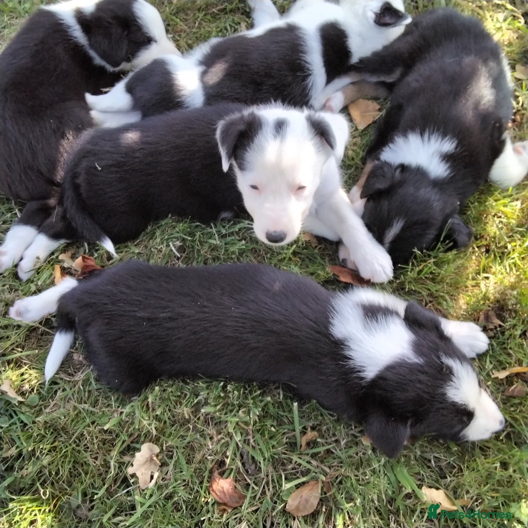 Border Collie dogs for sale: Adorable Border collie pups - Image 17