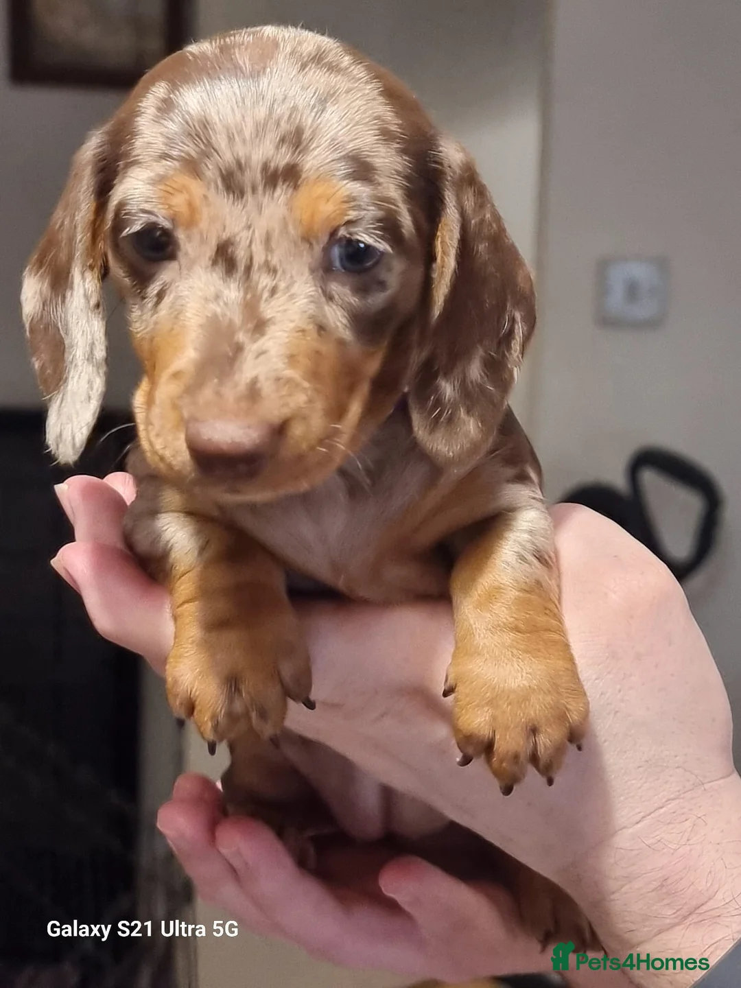 Miniature Dachshund dogs for sale: Miniature dachshund  - Advert 4