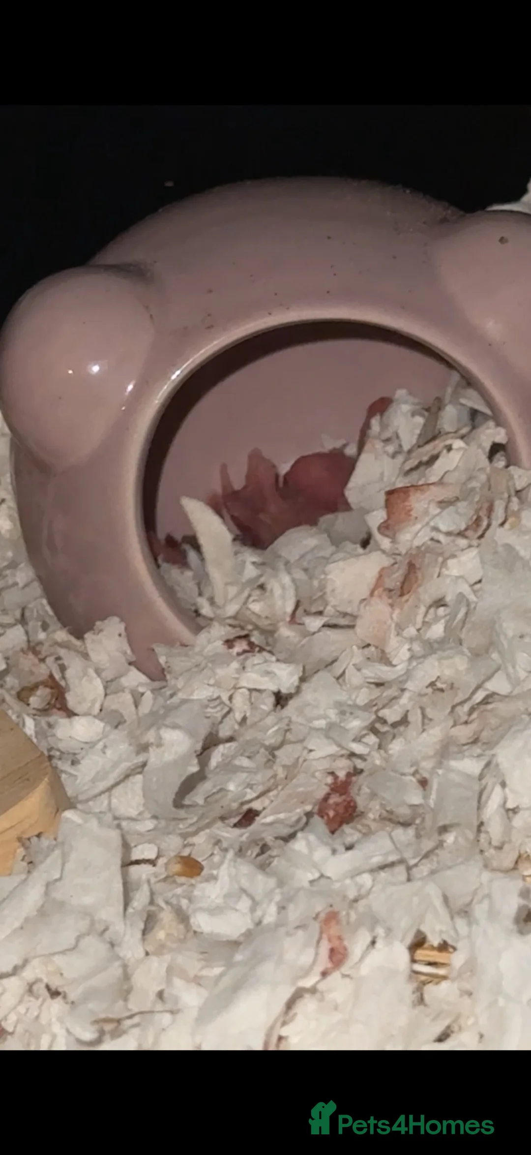 Hamster rodents for sale: Baby hamsters Syrian  in Evesham - Advert 2