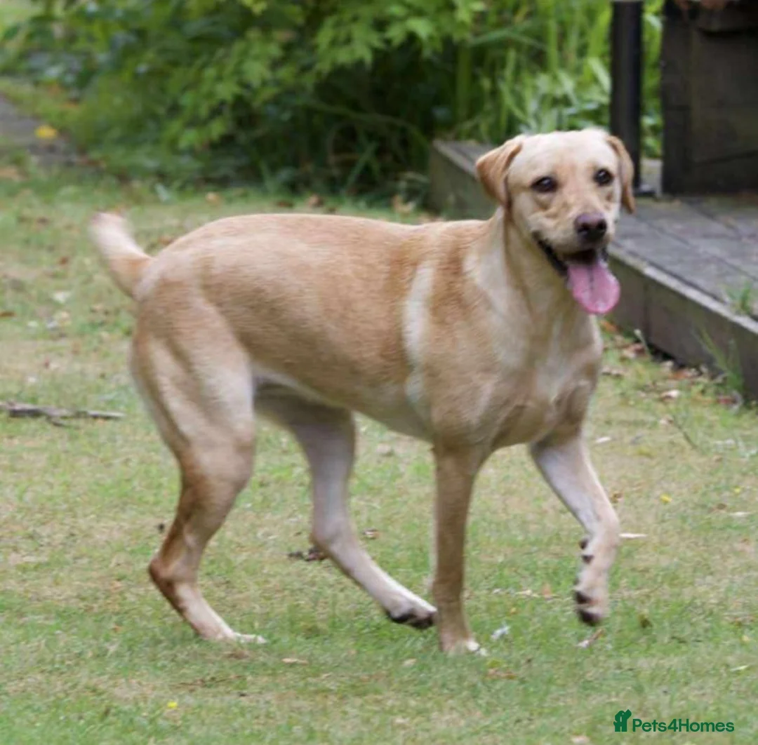 Labrador Retriever dogs for sale: Labrador Boy  - Advert 1