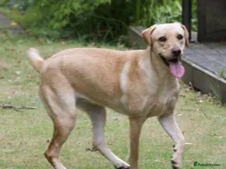 Labrador Retriever dogs Labrador Boy - Advert 1