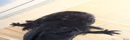 Axolotl reptiles for sale: Black melanoid axolotl  - Advert 2