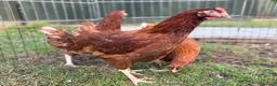 Chickens poultry for sale: POL Hens For Sale - Advert 5