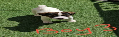Jack Russell 3