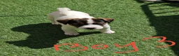 Jack Russell dogs for sale: BEAUTIFUL JACK RUSSELL PUPPIES AVAILABLE - Advert 23