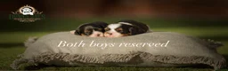 Cavalier King Charles Spaniel dogs for sale: ✨ EXCEPTIONAL CAVALIERS BY DONNA JAY ✨ - Advert 3