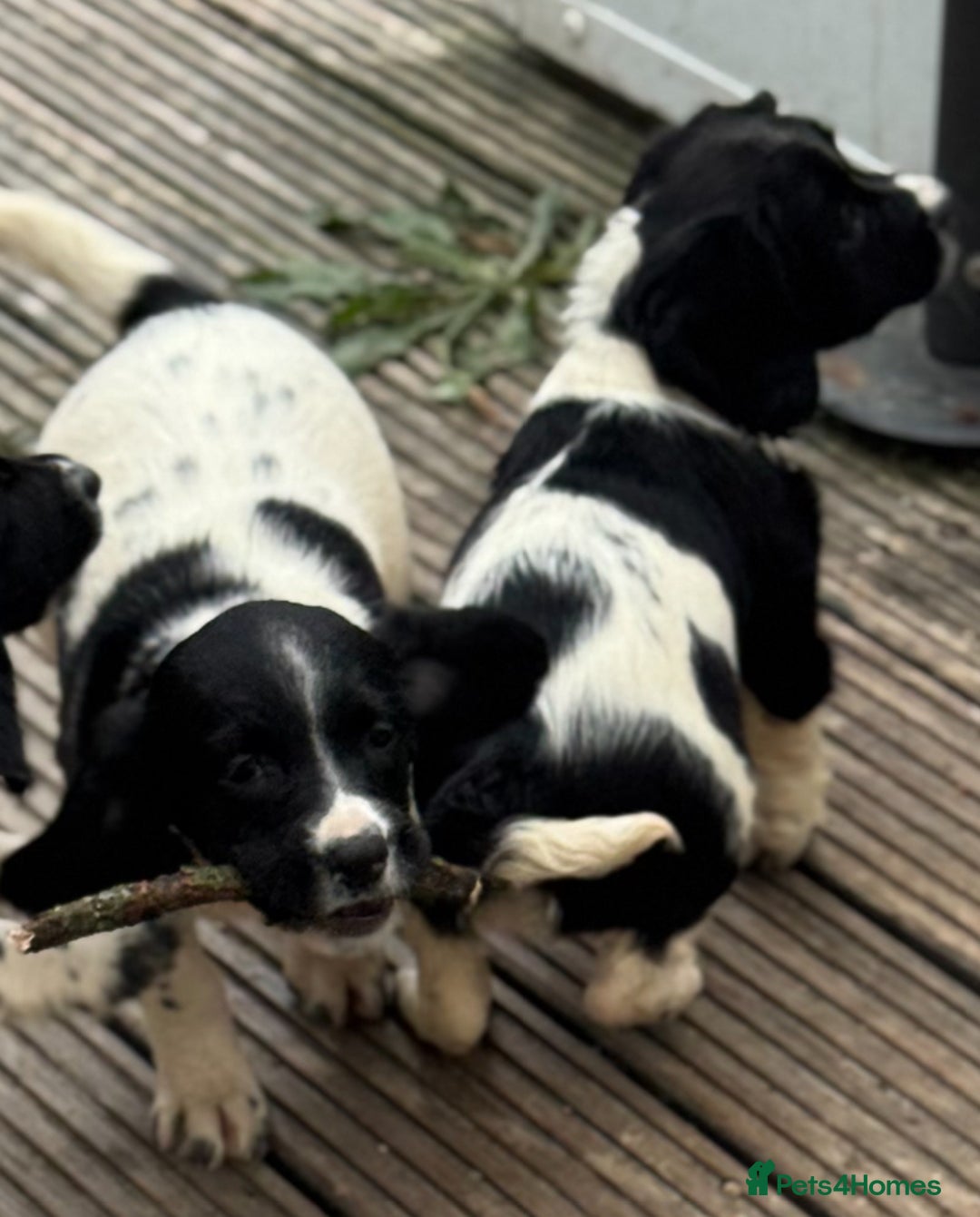 English Springer Spaniel dogs for sale: KC Calm English Springer Spaniel Puppies - Image 22