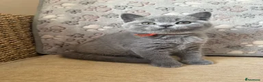 British Shorthair 6
