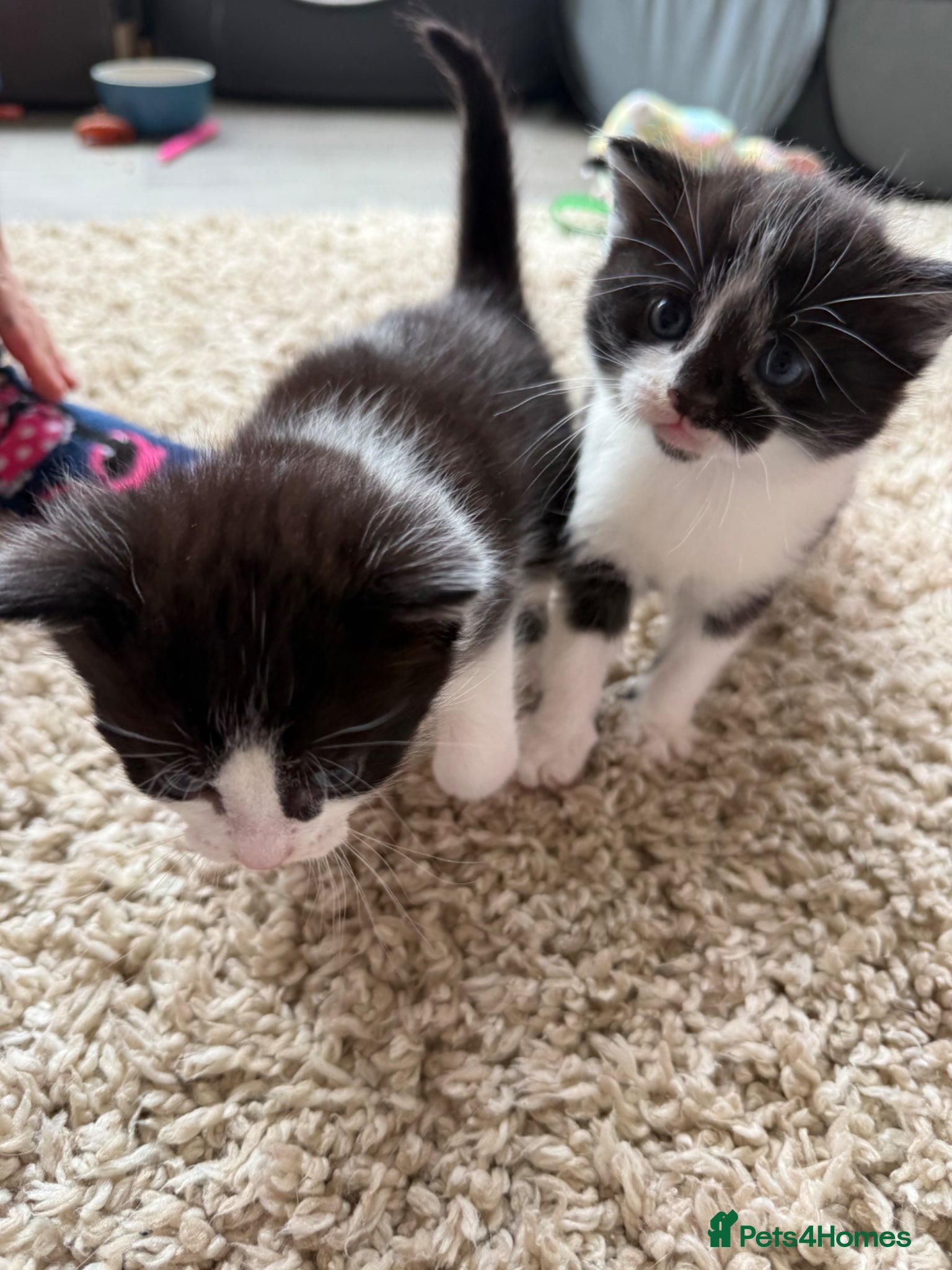 Mixed Breed cats Male kittens for sale  - Advert 18