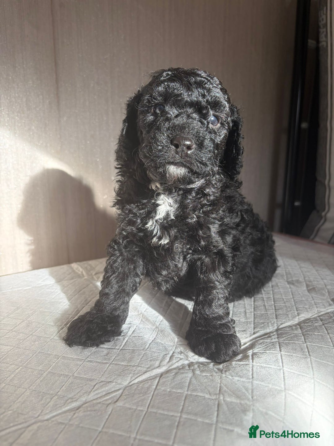Cavapoo dogs for sale: READY TO LEAVE BLACK & WHITE TEDDY BEAR CAVAPOO - Advert 16