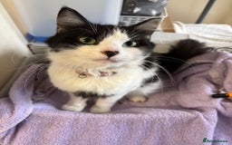 Norwegian Forest Cat cats for sale: Stunning Norwegian forest cat - Image 2