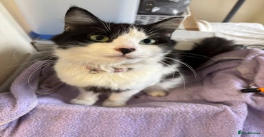 Norwegian Forest Cat cats - Advert 16