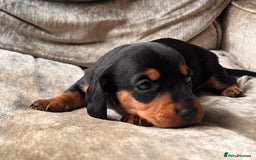 Miniature Dachshund dogs for sale: Stunning Miniature Dachshund Puppies - Image 13