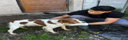 Brittany Spaniel dogs for adoption: Unique in Alfreton - Advert 8