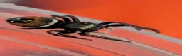 Spiders invertebrates for sale: Phiddipus carneus  - Advert 16