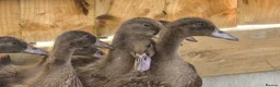 Ducks poultry for sale: Khaki campbell  - Advert 6