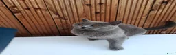 British Shorthair cats for sale: Beautiful kittens - Advert 11