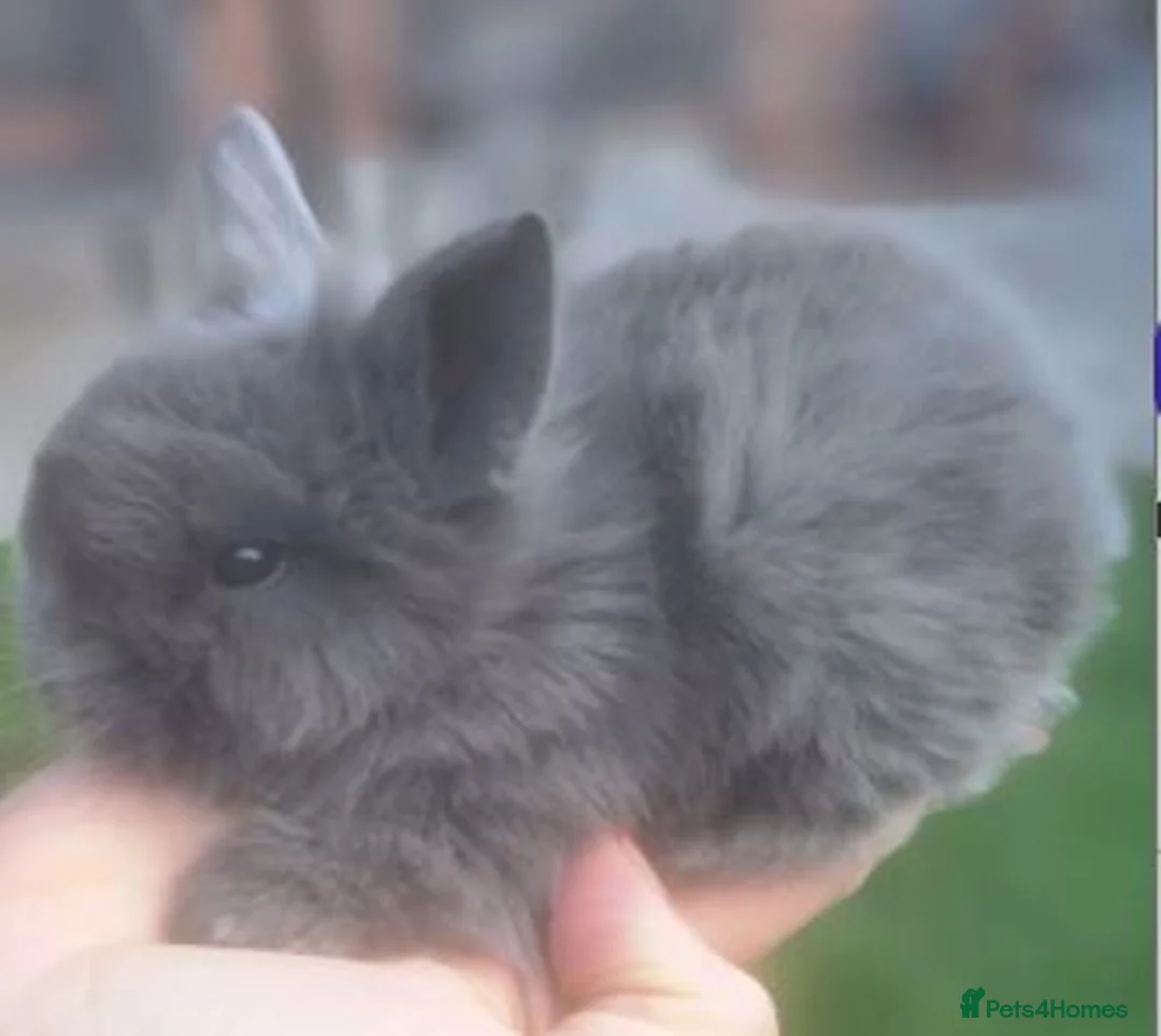 Mini Lop rabbits for sale: 1 x Black Buck (Boy) Mini Lion Lop and 4 babies - Advert 11