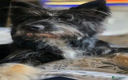 Mixed Breed dogs for sale: Meet Coco - Image 5