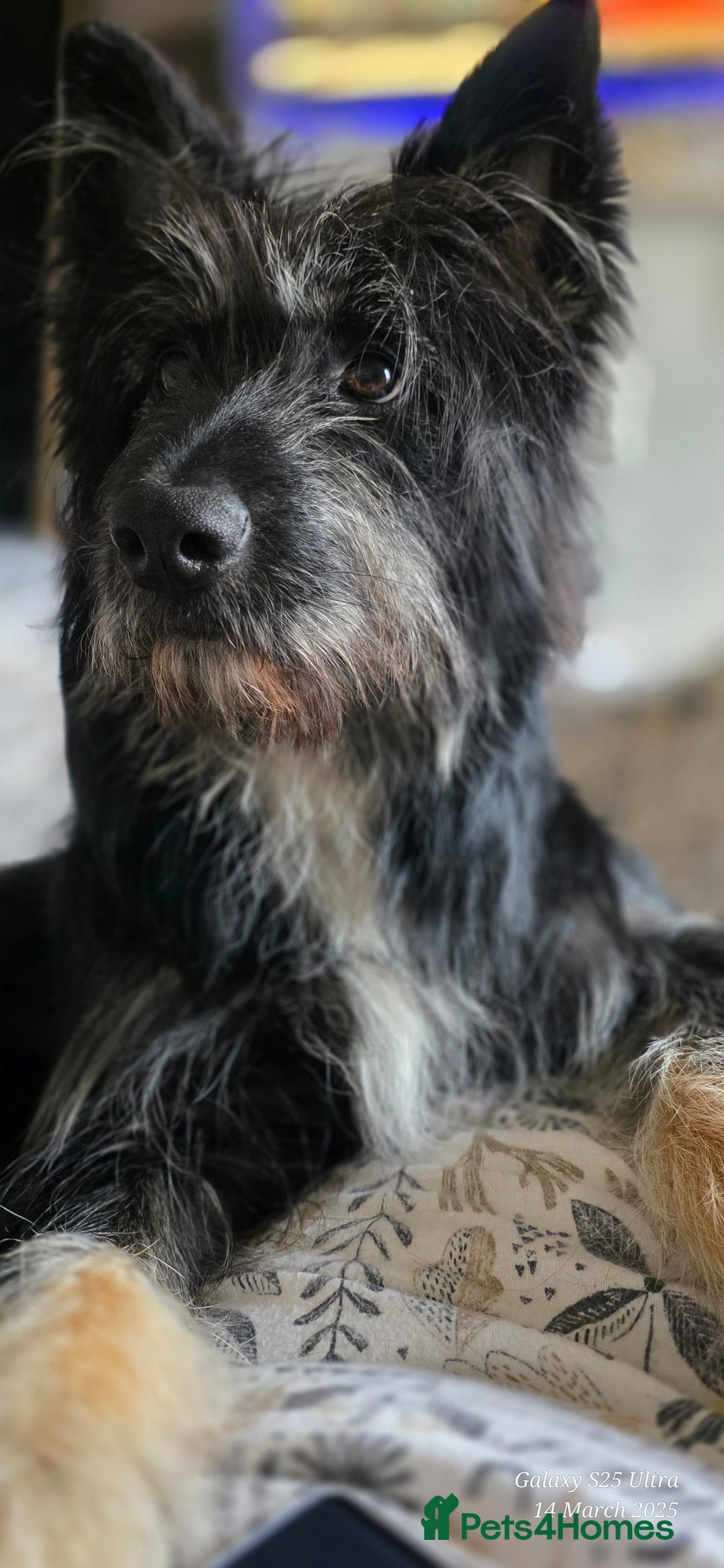 Mixed Breed dogs for sale: Meet Coco - Image 5